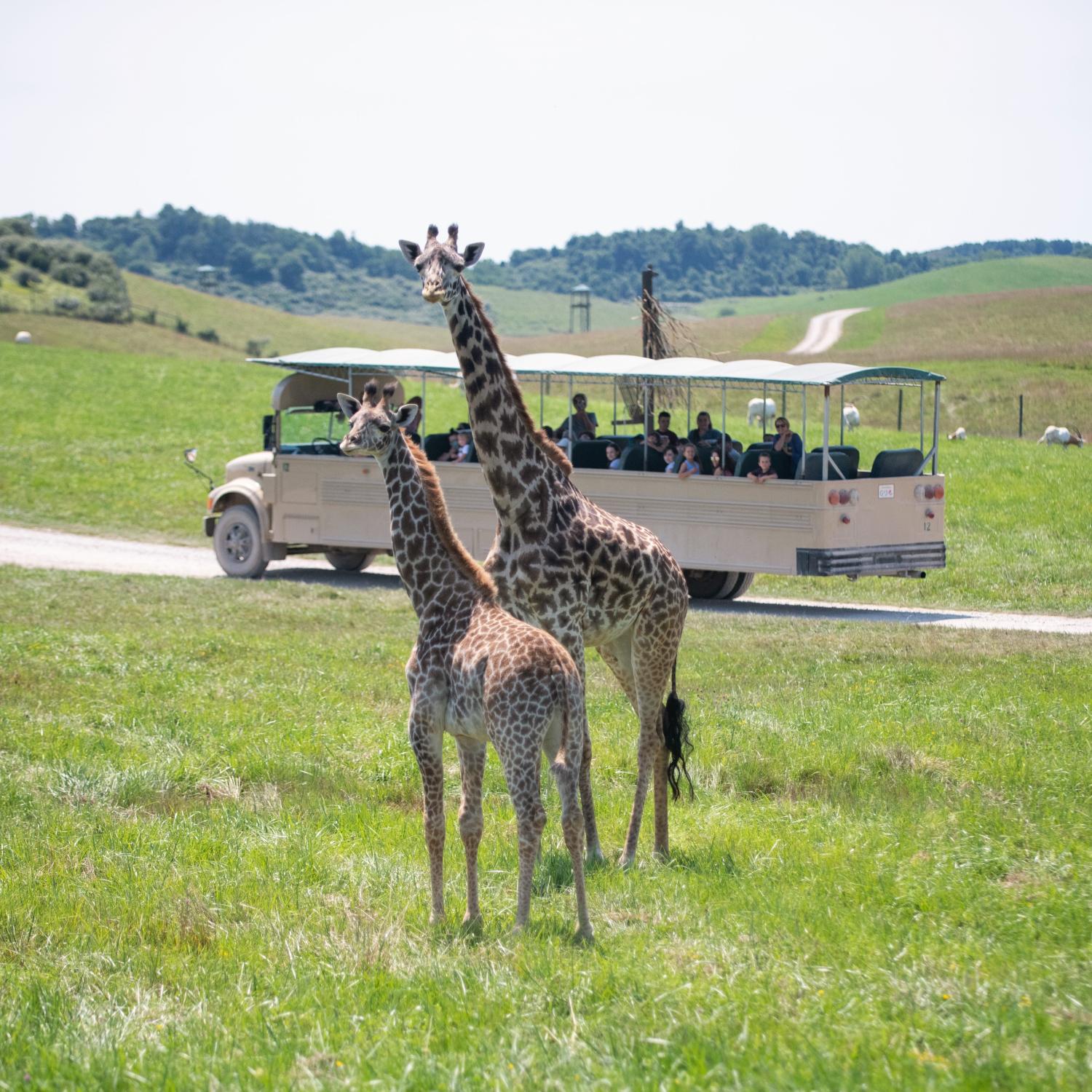 the wilds safari tour